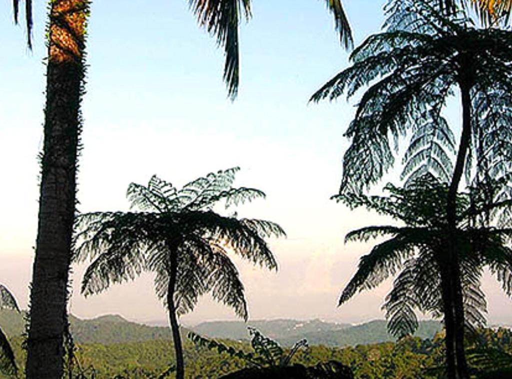 El Hotelito At The Rainforest Experience Farm Fajardo Esterno foto